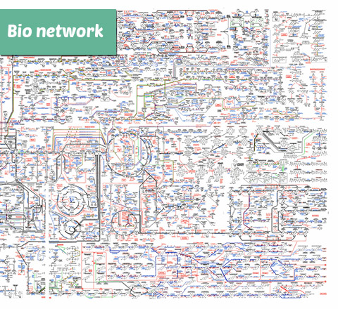 human being biochemical network